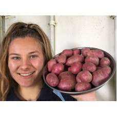 NEW SEASONS WASHED MEDIUM RED POTATOES  1.5 KG Bag Pukekohe Grown